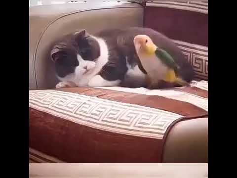 Cat beats up Parrot for being annoying.