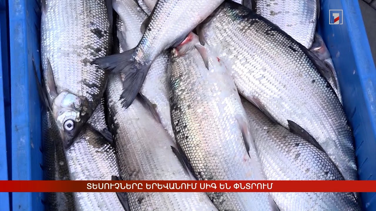 Տեսուչները Երևանում սիգ են փնտրում