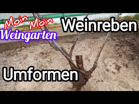 Weinrebe Alte Rebe Umformen