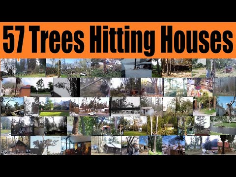 57 Trees Hitting Houses 🌲🏠