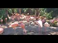 LA Zoo Flamingo