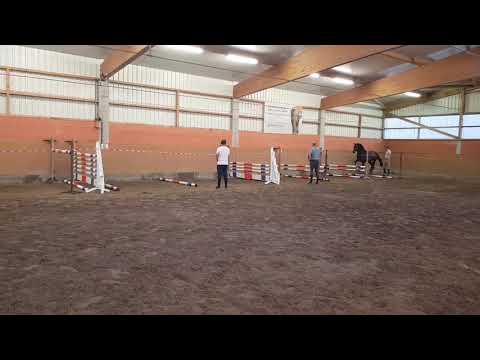 2yo stallion by Cador