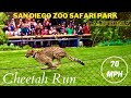 SAN DIEGO ZOO SAFARI PARK CHEETAH RUN 120K Views