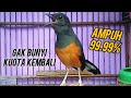 Murai Batu Betina Gacor Ampuh Sekali Bikin Murai Macet Jadi Bunyi Murai Batu Murai Gacor Shama