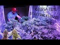 INDOOR GROW GUIDE GETTING READY FOR CANNABIS MARIJUANA FLOWERING STAGE