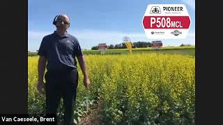 NEW! Pioneer Protector® Canola Hybrid P508MSL