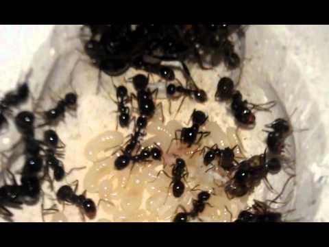 Messor capitatus 02.02.13