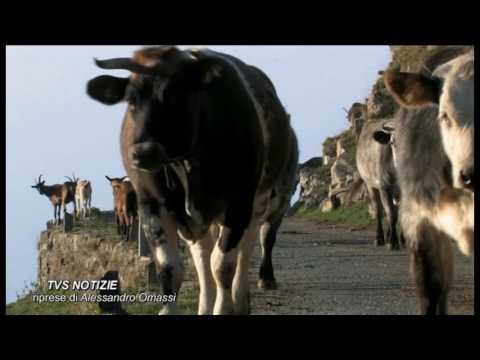 Santi e Beati - 1 Settembre - San Lupo di Sens