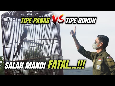 Cara memandikan burung MURAI tipe PANAS dan tipe DINGIN yang benar‼️
