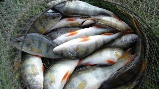 Рыбалка на оке в рязанской области спасского района