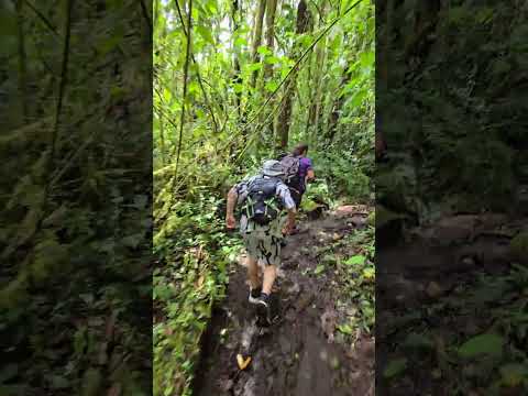 Sendero Los Quetzales, Parque Nacional Volcán Barú. Chiriquí, Panamá