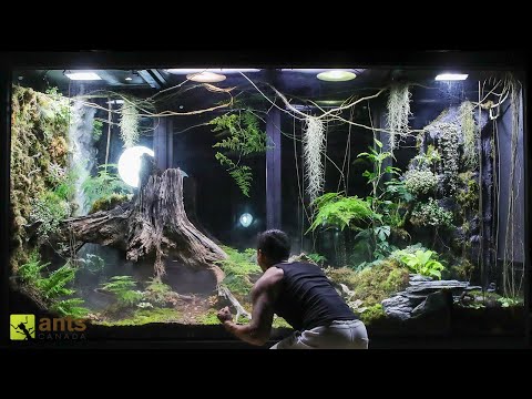 A War Broke Out in My Giant Rainforest Vivarium | S1 Ep. 5