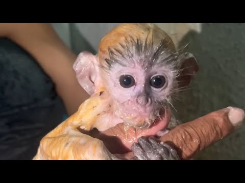 Taking a bath to baby monkey