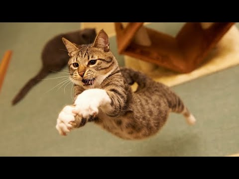 CATS: Crazy Antics and Unstoppable Chaos