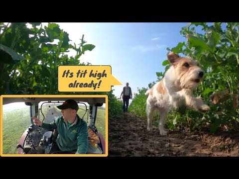 21/03/22.  A bit more muck and a look at our OSR.