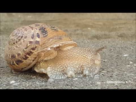 Il risveglio di una chiocciola. The awakening of the snail. Giugno 2020