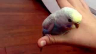 My budgie