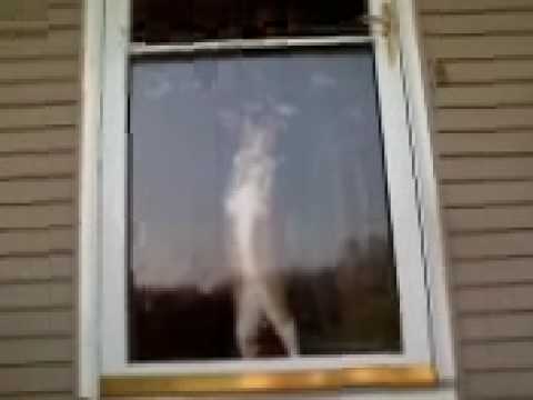 Tanner trying to get outside. LOL. Random Cat Video.