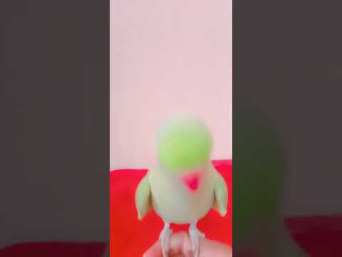 my peroot #shorts  video