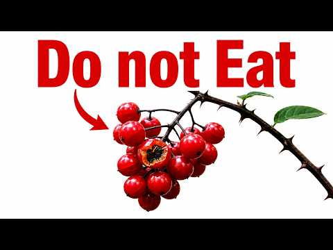This One Weird Eros Berry Com Trick Changed Everything