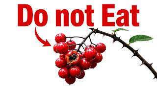 This Berry Looks Edible But Its Pure Poison