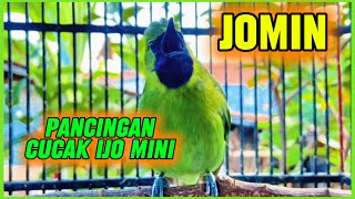Download lagu Tembakan keras cucak ijo mini bagus buat pancingan jomin bahan agar cepat gacor mp3 Download lagu Tembakan keras cucak ijo mini bagus buat pancingan jomin bahan agar cepat gacor mp3