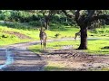 Golden Morning Safari Giraffe Crossing Baby Locks Eyes