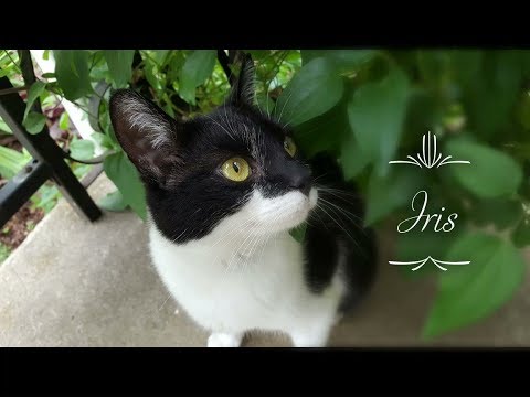 Special Needs Cat: Iris