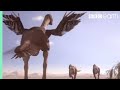 Oviraptorid Defends Her Nest From Predators Planet Dinosaur BBC Earth