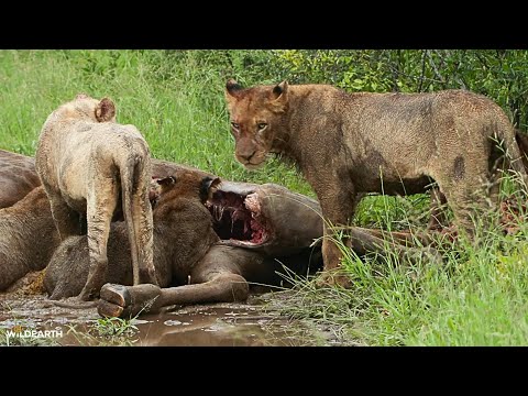The Black Dam pride's New Year's breakfast  - SafariLIVE Sunrise - 01 January 2026