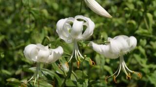 白野江の鹿の子ユリ