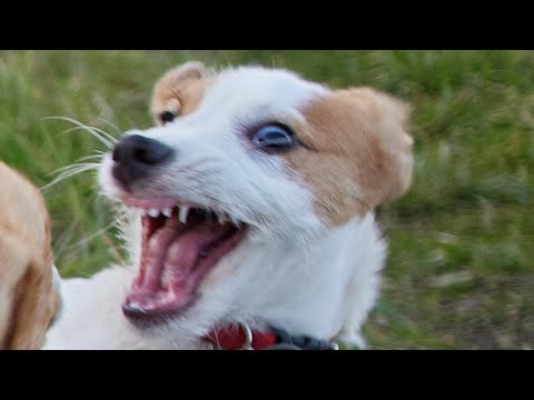 Watch It Before You Get The Jack Russel Terrier