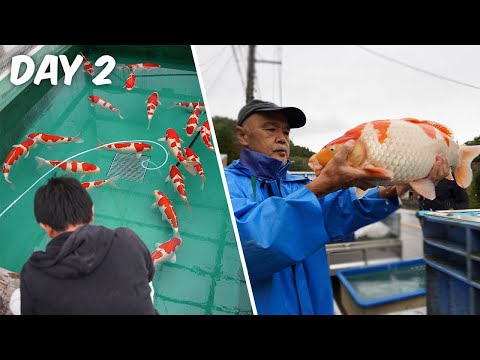 Japan Koi Trip 2023 #2 Nogami + Maruhiro and Torazo Koi Farm!!