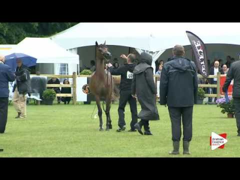 N.20 MAGNUMS LADY KA - Bruges 2016 - Fillies 2 years old - National (Class 3)