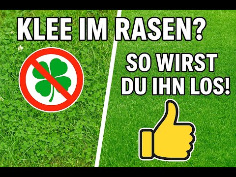 Klee im Rasen entfernen🍀: Die besten Tipps/ Mittel, um Klee effektiv zu bekämpfen und zu vernichten!