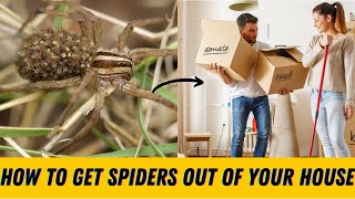 How  to  get  rid  of  wolf  spiders  away  from  the  house  naturally