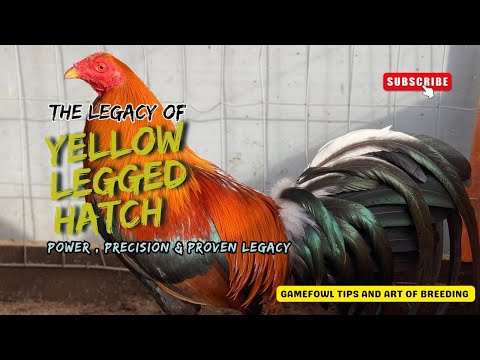 "Yellow-Legged Hatch Gamefowl: Power, Precision & Proven Legacy | Full Guide for Breeders"