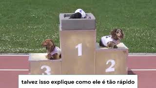 corrida de cachorros