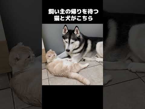 飼い主の帰りを待つハスキー のサムネイル