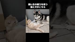 飼い主の帰りを待つハスキー / 飼い主大好き のサムネイル