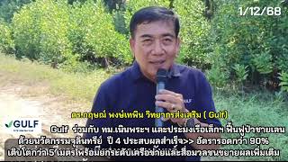 กัลฟ์ ( GULF MTP ) สานต่อความสำเร็จ“ลุยโคลนโยนจุลินทรีย์ ”ฟื้นฟูปลูกป่าชายเลน จ.ระยอง  ปีที่ 4