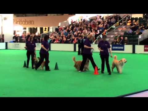 Crufts Obreedience. Team Pyrenean Sheepdog 2015 Heelwork