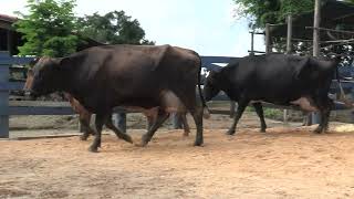 Vídeo 133 - 1ª ETAPA MEGA LIQUIDAÇÃO TOTAL AGROPECUÁRIA MARAJOARA - DIA 4 | GADO GIROLANDO E HOLANDÊS