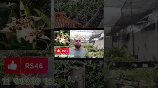 Beallara Tahoma Glacier: Elegância e Durabilidade em uma Única Flor! 🌸❄️ #Orquídea #flores #floracão