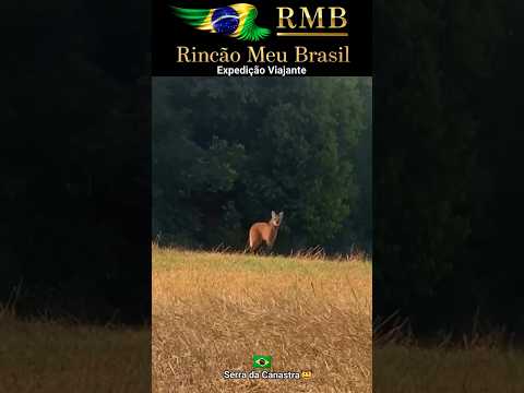 Lobo-guará Serra da Canastra #paisagemnatural #sabiadocampo #fazenda #gado #aves #viral #minasgerais