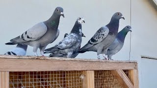 *NEW* Racing Pigeon Supplies | Pit Stop at JEDDS 🚘 + Loft Fly some More!