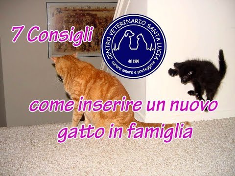 30 - Se arriva un nuovo gatto? 7 Consigli su come inserire un nuovo gatto in famiglia