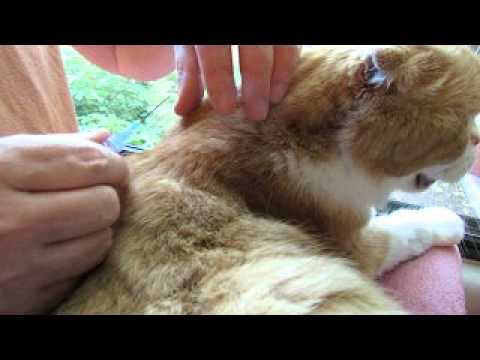 How to Give Subcutaneous Fluids to your Cat at Home