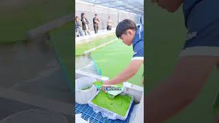 Wolffia Globosa tanaman yang berpotensi menjadi sumber pangan masa depan.