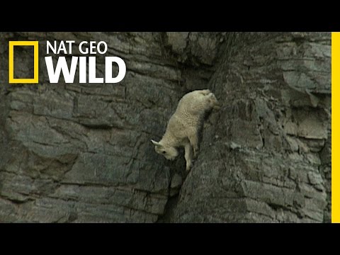 image-How are mountain goats adapted for living in the tops of cold mountains?